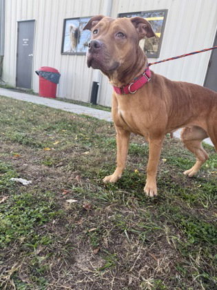 Pit Bull
