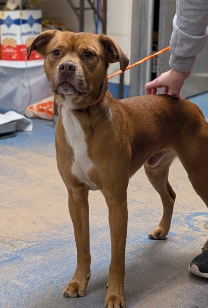 Boxer