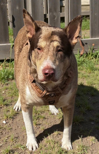 Red Heeler