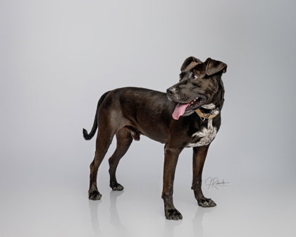 Bill, an adoptable Black Labrador Retriever in Inverness, FL