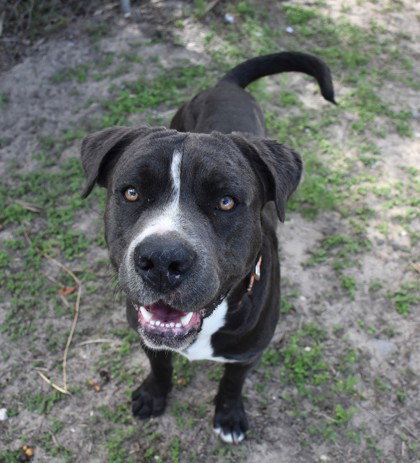 Pit Bull