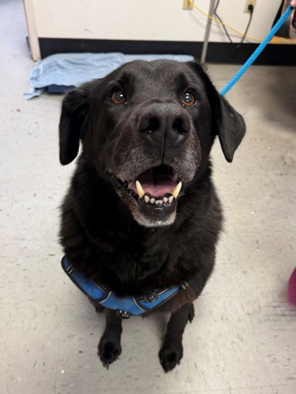 Labrador Retriever