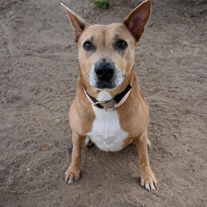Carolina Dog