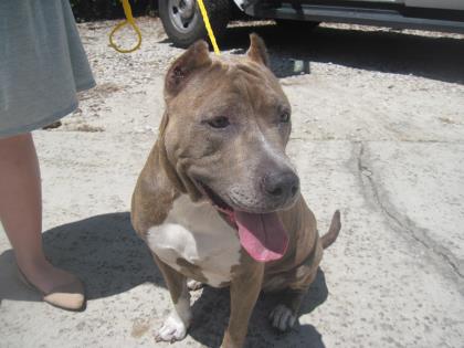 Pit Bull