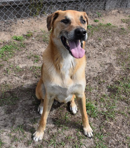 Howie, an adoptable German Shepherd Dog in Inverness, FL