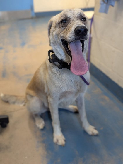 Harry, an adoptable Labrador Retriever in Inverness, FL