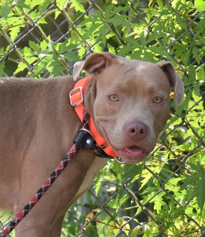Vada, an adoptable American Pit Bull Terrier in Inverness, FL