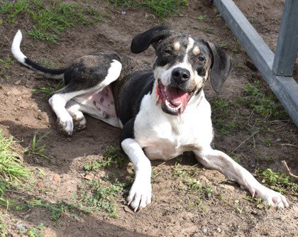 Rodney, an adoptable English Pointer in Inverness, FL