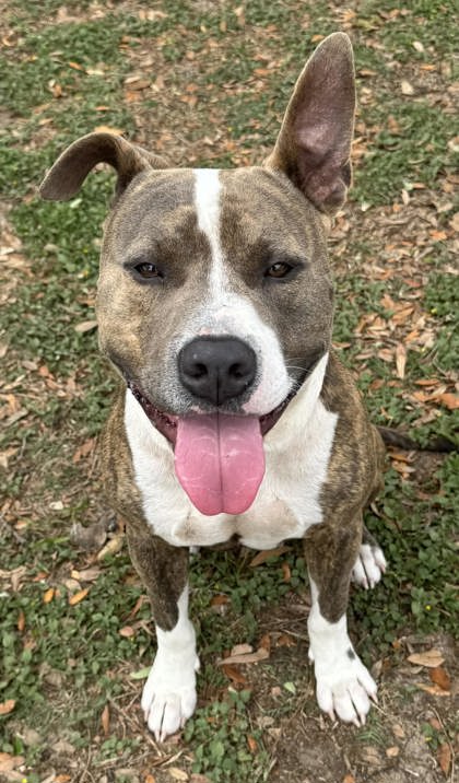 Seth, an adoptable American Pit Bull Terrier in Inverness, FL