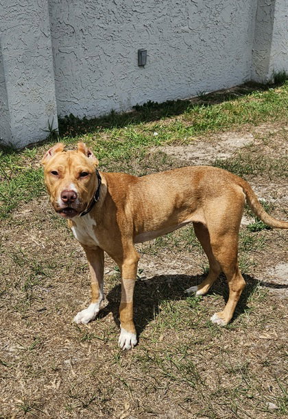 Canela, an adoptable American Staffordshire Terrier in Inverness, FL