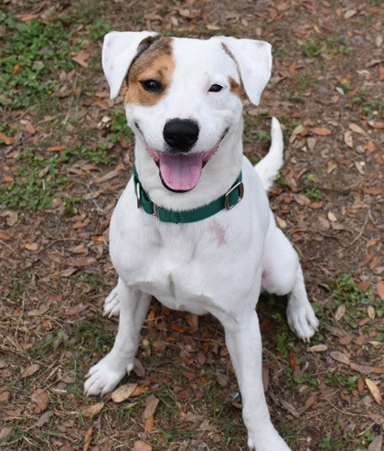 Ticket, an adoptable Parson Russell Terrier in Inverness, FL