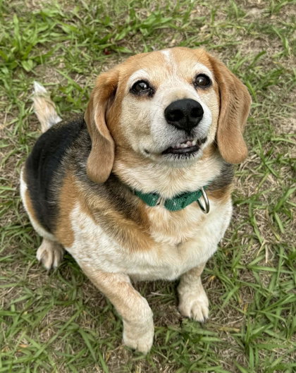 Zacharius, an adoptable Beagle in Inverness, FL