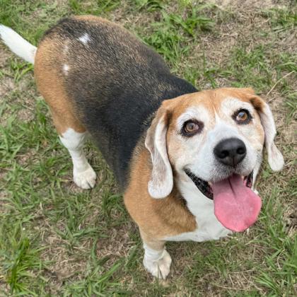 Bart, an adoptable Beagle in Inverness, FL