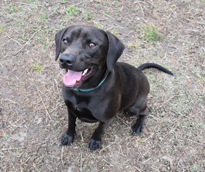 Monty, an adoptable Black Labrador Retriever in Inverness, FL