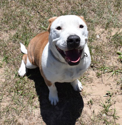 Madame Poptart, an adoptable American Bulldog in Inverness, FL