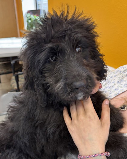 Condor, an adoptable Poodle in Inverness, FL