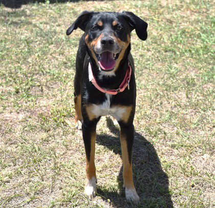 Bogo, an adoptable Rottweiler in Inverness, FL