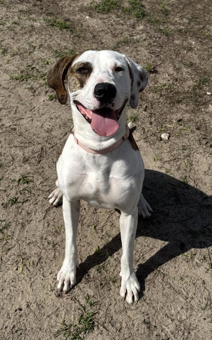 Copper, an adoptable Beagle in Inverness, FL
