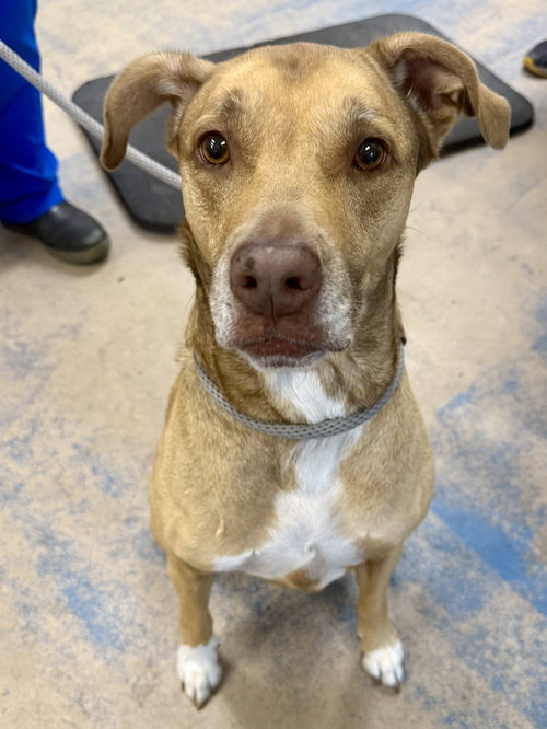 Baby Girl, an adoptable American Staffordshire Terrier in Inverness, FL