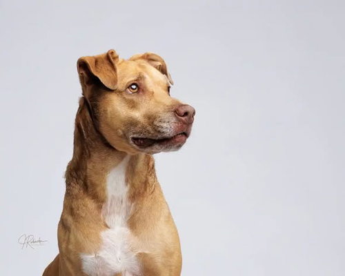 Baby Girl, an adoptable American Staffordshire Terrier in Inverness, FL