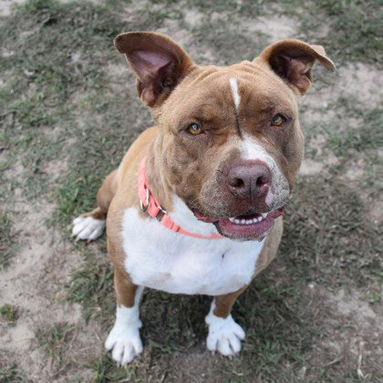 Polly Pocket, an adoptable American Staffordshire Terrier in Inverness, FL