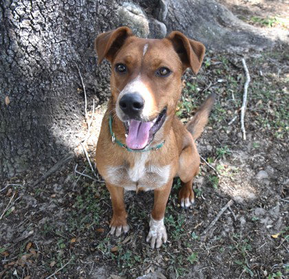 Rusty French Fry, an adoptable Black Mouth Cur in Inverness, FL