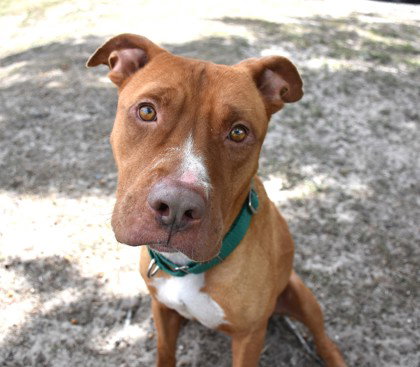 Gilbert, an adoptable American Staffordshire Terrier in Inverness, FL