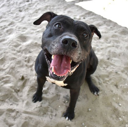 Marcellus, an adoptable American Staffordshire Terrier in Inverness, FL