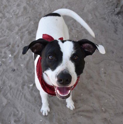Pippin, an adoptable Pit Bull Terrier in Inverness, FL