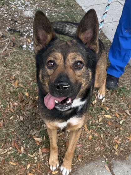 Odie, an adoptable German Shepherd Dog in Inverness, FL