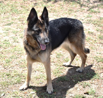 Iris, an adoptable German Shepherd Dog in Inverness, FL