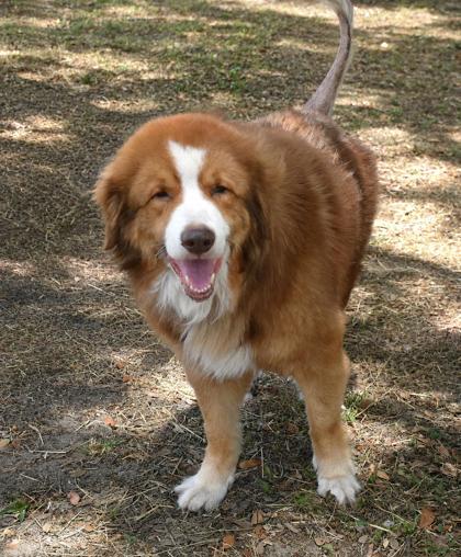 Manfred, an adoptable Australian Shepherd in Inverness, FL