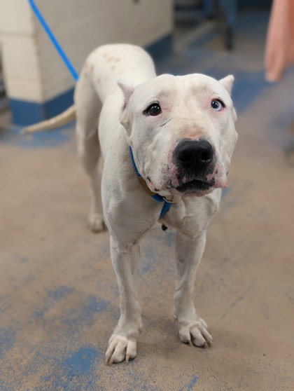 Sasha, an adoptable Dogo Argentino in Inverness, FL
