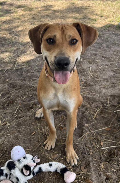 Rusty, an adoptable Black Mouth Cur in Inverness, FL