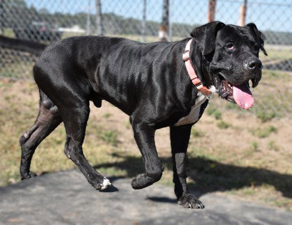 Otto, an adoptable Labrador Retriever in Inverness, FL