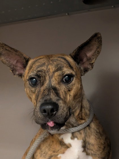 Beanie, an adoptable Dutch Shepherd in Inverness, FL