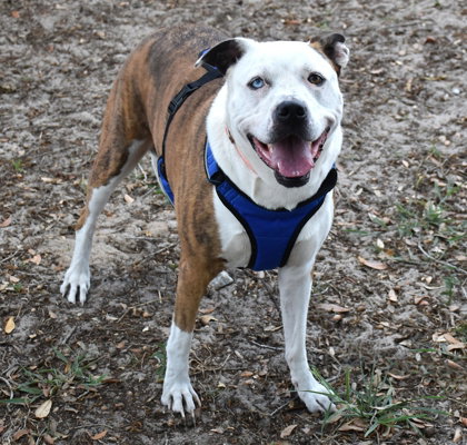 Bella Jo, an adoptable American Staffordshire Terrier in Inverness, FL