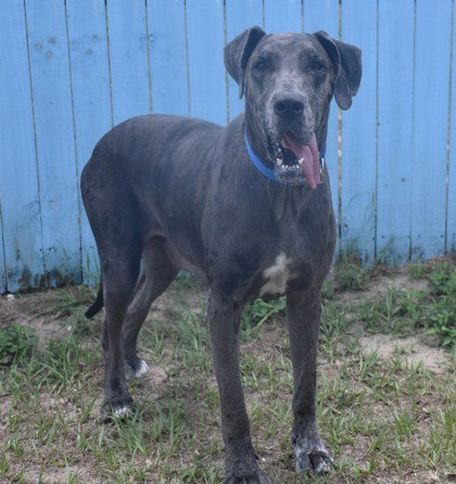 Mocha, an adoptable Labrador Retriever in Inverness, FL