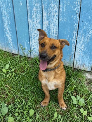 Little Man, an adoptable Corgi in Inverness, FL