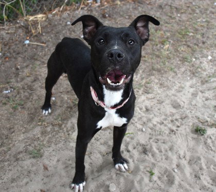 Oobleck, an adoptable American Pit Bull Terrier in Inverness, FL