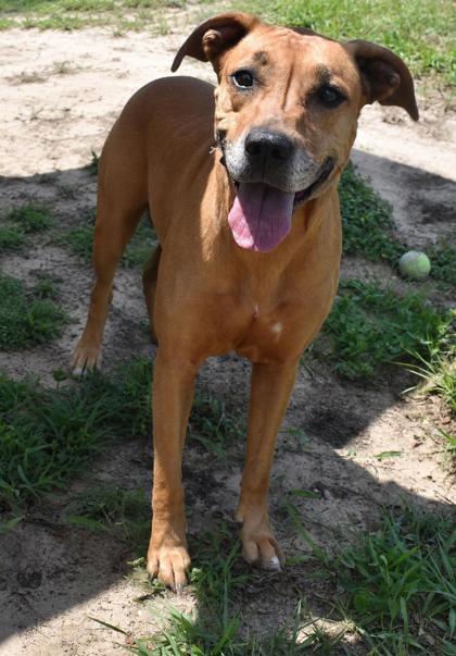 Daisy, an adoptable Black Mouth Cur in Inverness, FL
