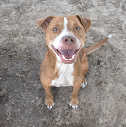 Blaze, an adoptable American Pit Bull Terrier in Inverness, FL