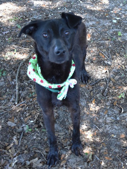 Vanya, an adoptable Labrador Retriever in Inverness, FL