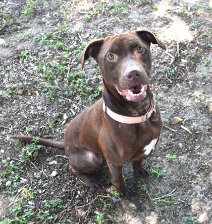 Willy Wonka, an adoptable Labrador Retriever in Inverness, FL