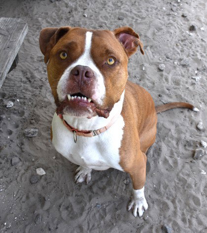 Gus Gus, an adoptable Boxer in Inverness, FL