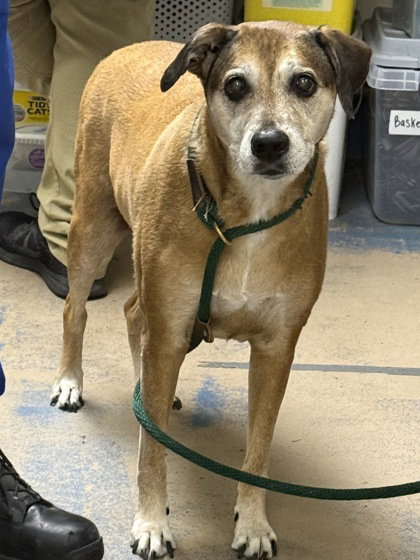 Rory, an adoptable Beagle in Inverness, FL