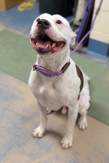 Pup, an adoptable Dogo Argentino in Inverness, FL
