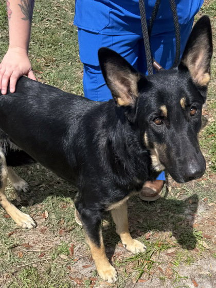 Faith, an adoptable German Shepherd Dog in Inverness, FL