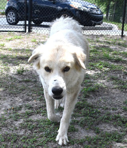 Bella, an adoptable Great Pyrenees in Inverness, FL