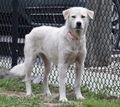 Valentina, an adoptable Great Pyrenees in Inverness, FL